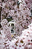 BIRMINGHAM BOTANICAL GARDENS, PRUNUS PANDORA