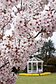 BIRMINGHAM BOTANICAL GARDENS, PRUNUS PANDORA