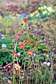 EPIMEDIUM X WARLEYENSE