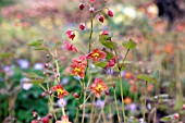 EPIMEDIUM X WARLEYENSE