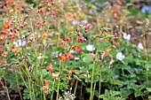 EPIMEDIUM X WARLEYENSE