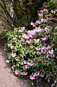 BIRMINGHAM BOTANICAL GARDENS, RHODODENDRON ARTHUR JIVONS