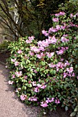 BIRMINGHAM BOTANICAL GARDENS, RHODODENDRON ARTHUR JIVONS