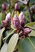 RHODODENDRON HYBRIDA WILLBRIT