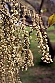 BIRMINGHAM BOTANICAL GARDENS, STACHYURUS CHINENSIS