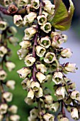 STACHYURUS CHINENSIS