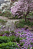 BIRMINGHAM BOTANICAL GARDENS, MAGNOLIA LOEBNERI LEONARD MESSEL, PRIMULA DENTICULATA