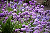 PRIMULA DENTICULATA