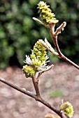 FOTHERGILLA MAJOR MOUNT AIREY