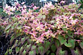 EPIMEDIUM VERSICOLOUR CUPREUM