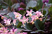 EPIMEDIUM VERSICOLOUR CUPREUM