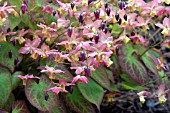 EPIMEDIUM VERSICOLOUR CUPREUM