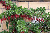 RIBES SPECIOSUM