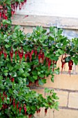 RIBES SPECIOSUM