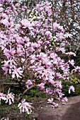 MAGNOLIA LOEBNERI LEONARD MESSEL