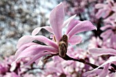 MAGNOLIA LOEBNERI LEONARD MESSEL