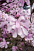 MAGNOLIA LOEBNERI LEONARD MESSEL