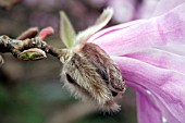 MAGNOLIA LOEBNERI LEONARD MESSEL