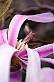 MAGNOLIA LOEBNERI LEONARD MESSEL