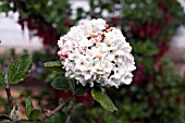 VIBURNUM CARLESII