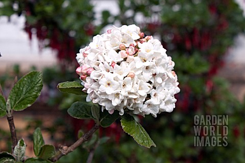 VIBURNUM_CARLESII