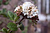 VIBURNUM CARLESII