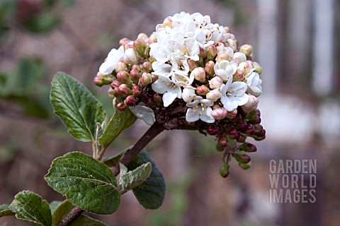 VIBURNUM_CARLESII