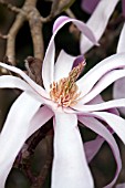 MAGNOLIA LOEBNERI LEONARD MESSEL