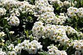 PRIMULA POLYANTHA CRESCENDO WHITE