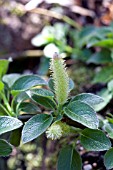 ROHDEA JAPONICA