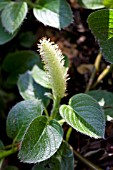 ROHDEA JAPONICA