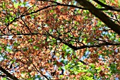 ACER PALMATUM ATROPURPUREUM