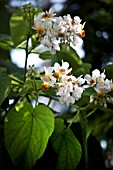 SPARMANNIA AFRICANA