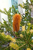 BANKSIA ERICIFOLIA