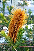 BANKSIA ERICIFOLIA