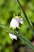 LEUCOJUM AESTIVUM GRAVETYE GIANT,  SPRING SNOWFLAKE