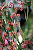 ACACIA LEPROSA SCARLET BLAZE