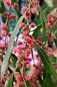 ACACIA LEPROSA SCARLET BLAZE