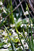 LEUCOJUM AESTIVUM GRAVETYE GIANT,  SPRING SNOWFLAKE