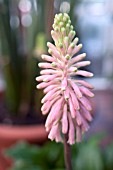 VELTHEIMIA BRACTEATA