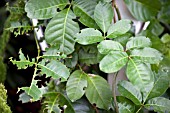 STICK INSECT DAMAGE ON TECOMANTHE SPECIOSA