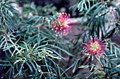 GREVILLEA ROBYN GORDON