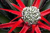 BROMELIA BALANSAE