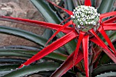 BROMELIA BALANSAE