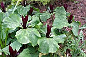 TRILLIUM CHLOROPETALUM