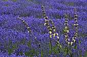 SNOWSHILL LAVENDER FARM