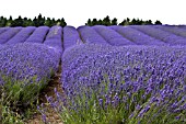 SNOWSHILL LAVENDER FARM