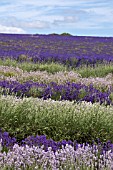 SNOWSHILL LAVENDER FARM