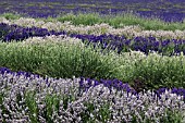 SNOWSHILL LAVENDER FARM