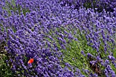 SNOWSHILL LAVENDER FARM